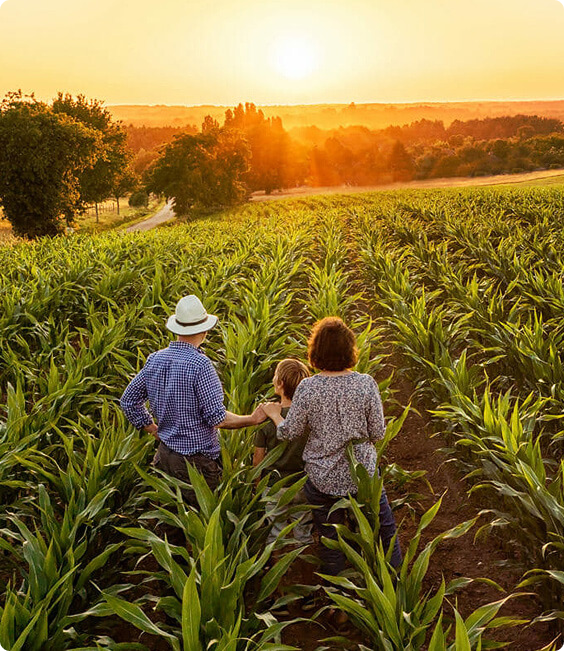 Família caminhando entre plantações ao pôr do sol.